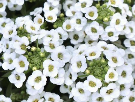 Alyssum, JPG Alyssum, JPG