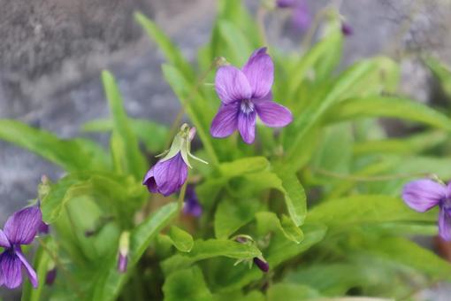 スミレの群生地に行きたいの写真