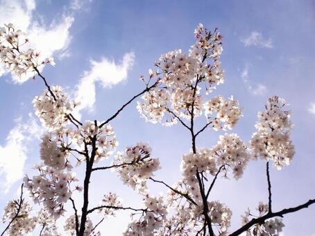 Sunny skies and cherry blossoms 1 Sunny skies and cherry blossoms 1