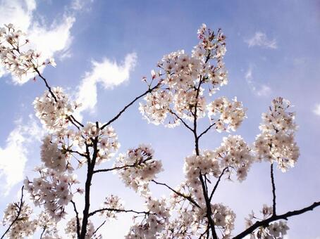 Sunny skies and cherry blossoms 1, blumen, china, kirschblüten, JPG