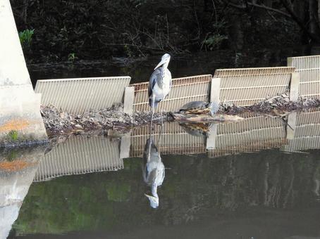 A grey heron in front of the drainage outlet of Mikuruma Pond, JPG