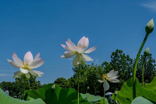古代蓮の里2025年 古代蓮の里2025年 蓮,ハス,花の写真素材
