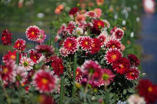 ダリア(祝花) ダリア(祝花)の写真
