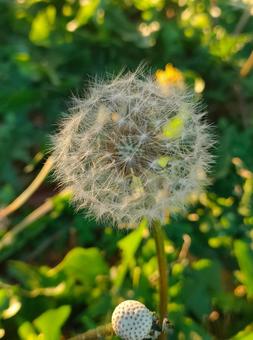 タンポポの綿毛 タンポポ,綿毛,蒲公英の写真素材