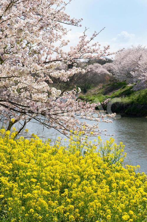 満開の桜と菜の花 桜,菜の花,お花見の写真素材