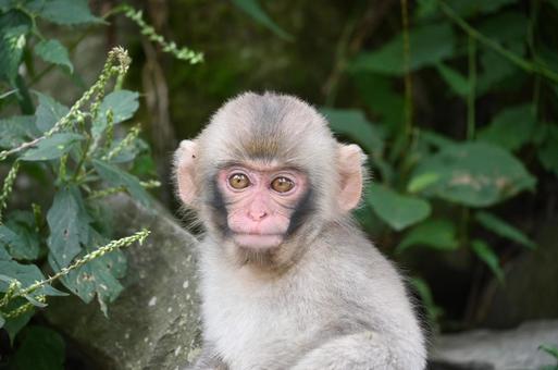 ニホンザル ニホンザルの写真