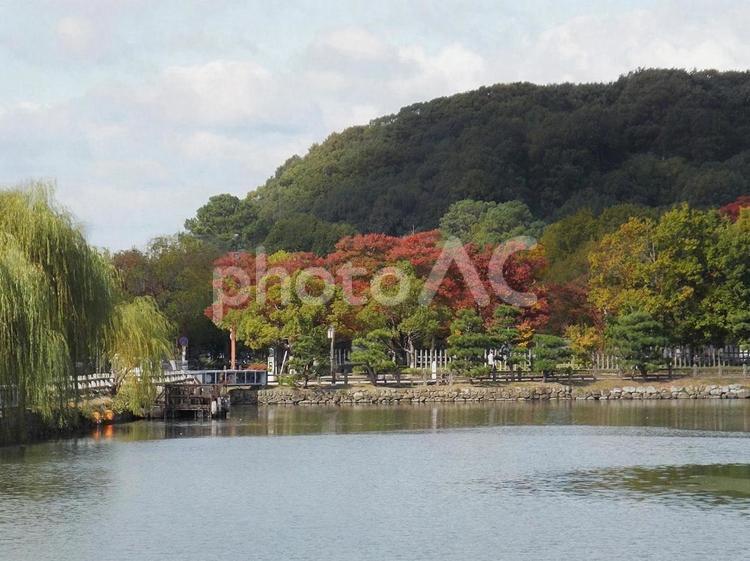 【風景写真】姫路城の風景 姫路城,世界遺産,国宝の写真素材