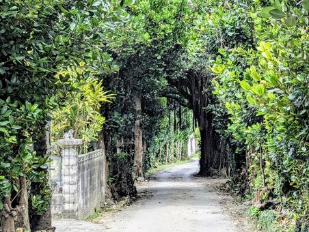フクギ並木の風景 フクギ並木の風景の写真