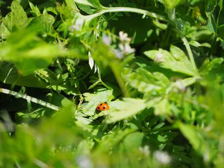 てんとう虫 春,野原,草の写真素材