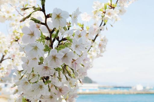 海辺の公園で柔らかな日差しを受ける桜の花 海辺の公園で柔らかな日差しを受ける桜の花 桜,さくら,青空の写真素材