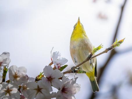桜とメジロ・サクジロー 桜とメジロ・サクジローの写真