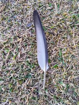 鳥（多分ハト）の羽 羽,鳥,抜けたの写真素材