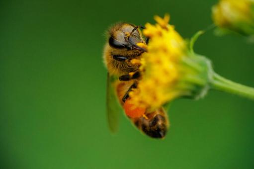 コセンダングサの蜜と花粉を集めるミツバチ 昆虫,花,蜂の写真素材