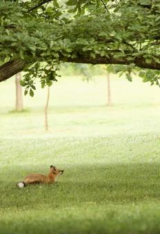 Fox, JPG