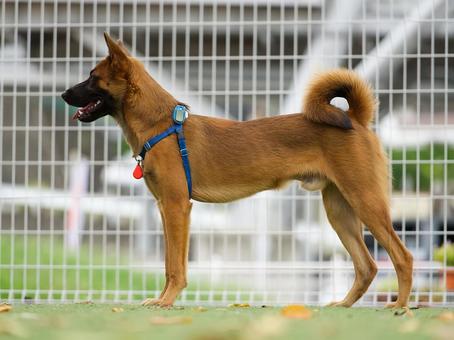 ドッグランの犬(保護犬) ドッグランの犬(保護犬) 犬,保護犬,雑種の写真素材