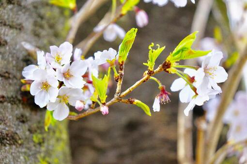 晴れの日の桜(ソメイヨシノ) 晴れの日の桜(ソメイヨシノ)の写真
