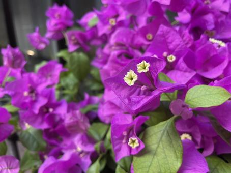 ブーゲンビリア ブーゲンビリア ブーゲンビリア,花,熱帯花木の写真素材