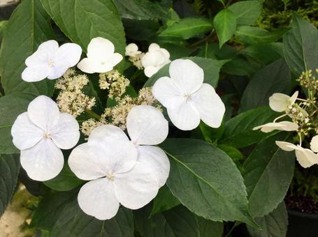 額紫陽花 額紫陽花の写真