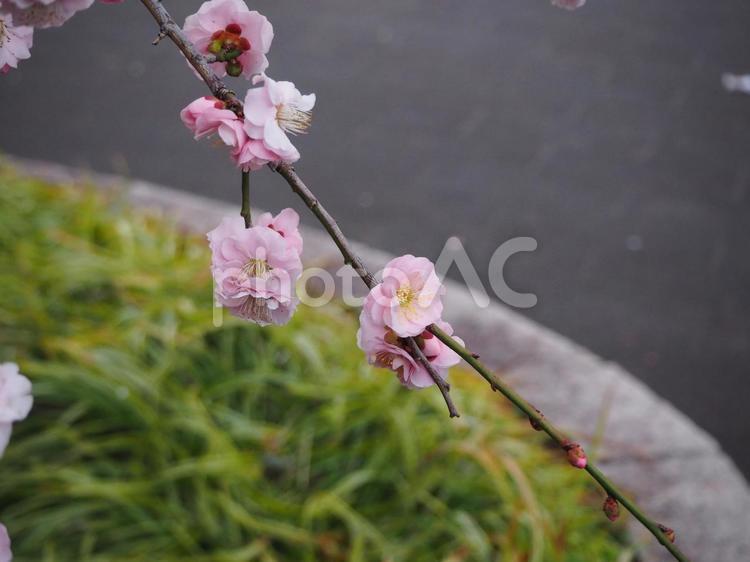 しだれ桜 しだれ桜,桜,花の写真素材
