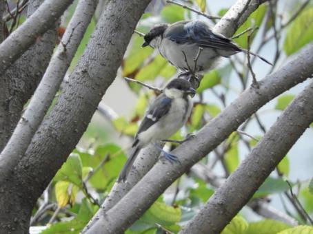 野鳥 野鳥 自然,野鳥,木の写真素材