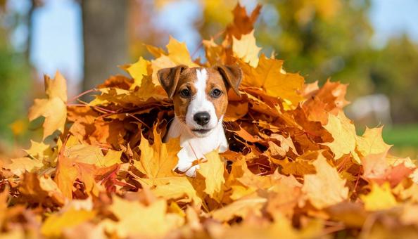 落ち葉の山に埋もれて遊ぶ子犬 落ち葉の山に埋もれて遊ぶ子犬の写真