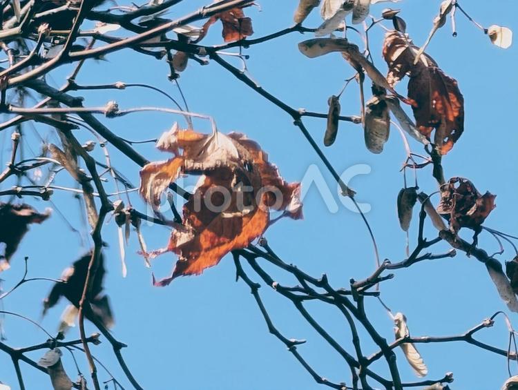 美しい青い空と木の枝と赤い葉っぱ 赤,紅葉,葉っぱの写真素材