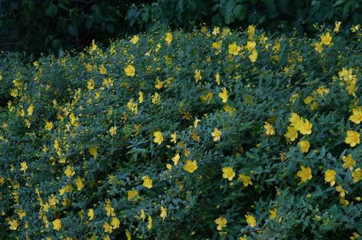 金色に輝く梅の花 金色に輝く梅の花の写真