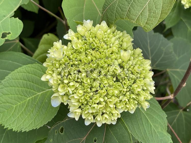 神田川5月：アジサイの蕾 2025 アジサイ,紫陽花,蕾の写真素材