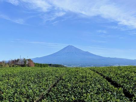 秋の茶畑と富士山 秋の茶畑と富士山 富士山,秋,茶畑の写真素材