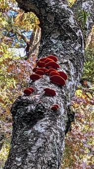 きのこ きのこ,赤,オレンジ色の写真素材