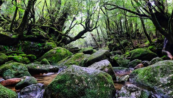 大きな岩に苔がついている白谷雲水峡の風景 白谷雲水峡,風景,植物の写真素材