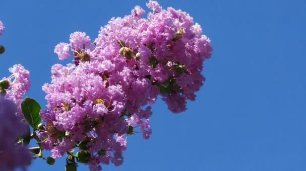 サルスベリの花 サルスベリの花の写真