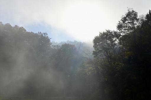 朝露に包まれる森 霧,濃霧,自然の写真素材