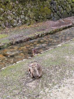宮島の鹿1 宮島の鹿1の写真