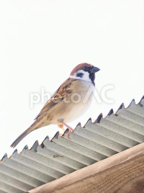 白背景のトタン屋根の上一羽のすずめアップ 雀,スズメ,鳥の写真素材