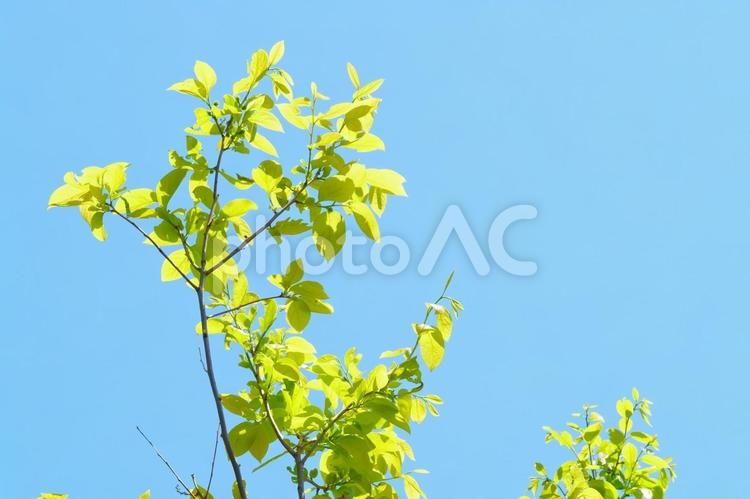 空と枝の爽やかな写真 葉,空,植物の写真素材