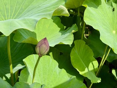 開花直前の不忍池の蓮池 蓮,ハス,上野の写真素材