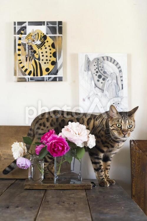 ハッとこっちを見るベンガル猫 猫,薔薇,バラの写真素材