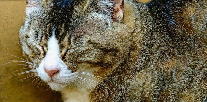 眠るネコの顔のアップ ネコ,猫,眠るの写真素材