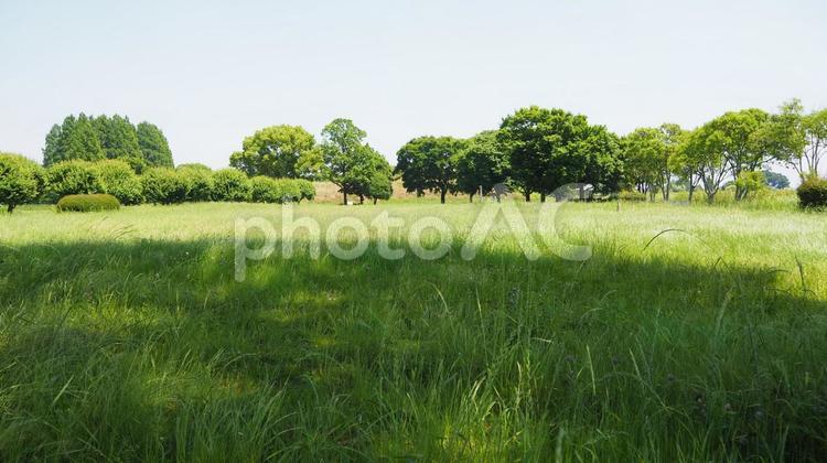 夏草が茂る草地・さきたま古墳公園・行田市 草地,さきたま古墳公園,夏草の写真素材