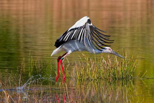 水面から飛び出すコウノトリ コウノトリ,鸛,幸せを運ぶ鳥の写真素材