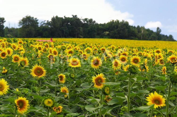 北竜町のひまわり畑 ひまわり畑,旅行,夏の写真素材