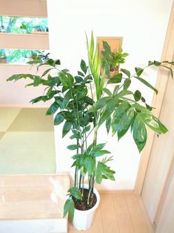 大型観葉植物コーセーチャメドレア10号鉢 大型観葉植物コーセーチャメドレア10号鉢 大型観葉植物,観葉植物,コーセーチャメドレアの写真素材