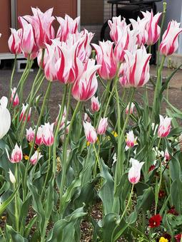 チューリップ チューリップ チューリップ,花,春の写真素材