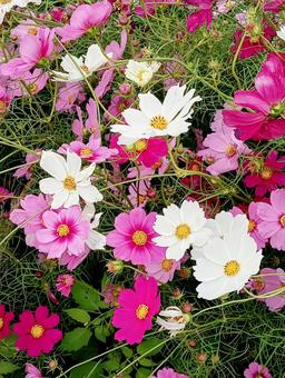 色とりどり秋桜 色とりどり秋桜 秋桜,コスモス,花の写真素材