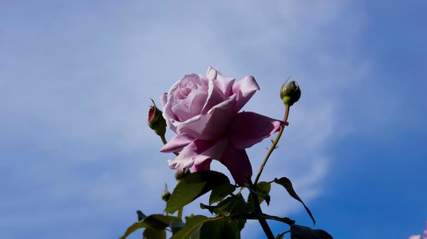 【花の写真】ばらの花 rose,植物,園芸の写真素材