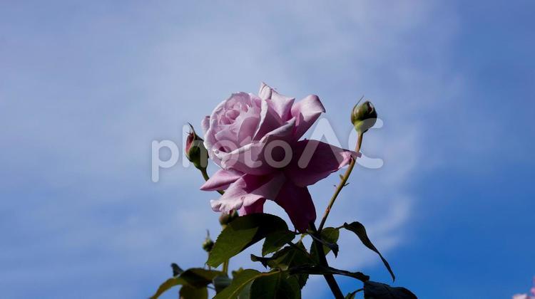 【花の写真】ばらの花 rose,植物,園芸の写真素材