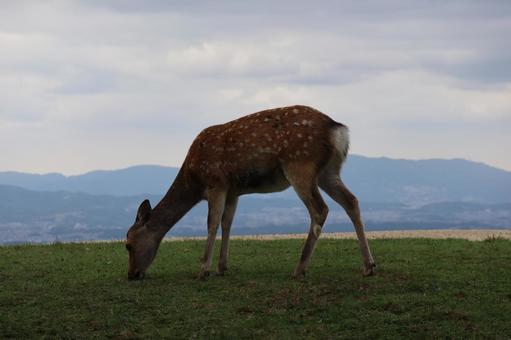 若草山の上で草を食べる鹿 若草山,上,草の写真素材