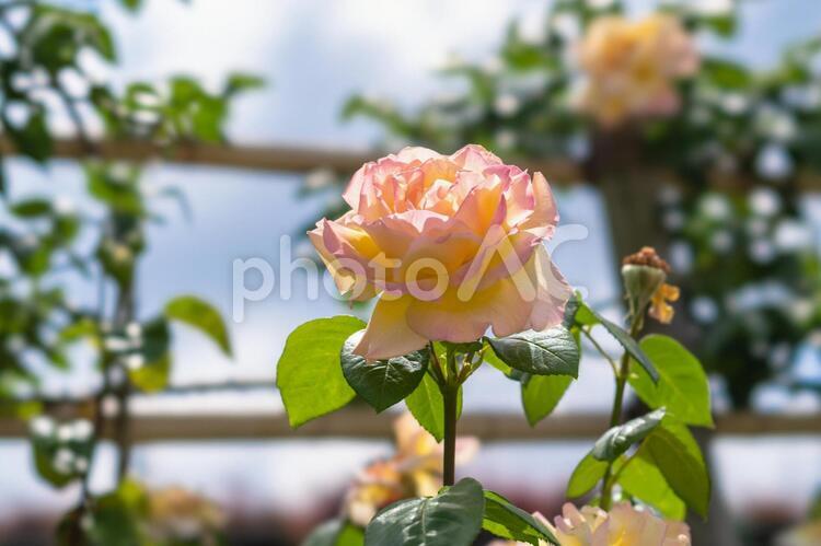 ピース　バラと青空 バラ,ばら,薔薇の写真素材