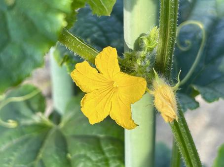 Delicious cucumber flowers in summer (sideways), JPG